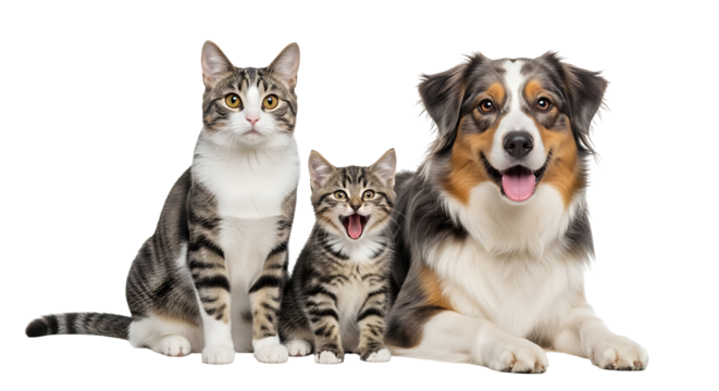 Dog and Cats Portrait Group Cute Pets Domestic Animals Kitten Puppy Faces