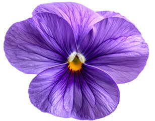 Obraz premium Elegant Violet Blossom Isolated PNG