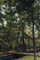 Fototapeta premium autumn in the park