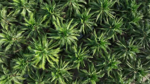 Aerial top view of coconut trees field plantation, Tropical plant coconut palm tree, Coconuts tree plantation.