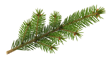 Fir Branch Evergreen Spruce Needles Tree Foliage Forest Conifer