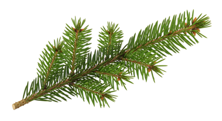 Fir Branch Evergreen Spruce Needles Tree Foliage Forest Conifer