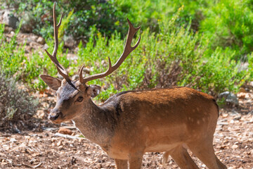 Majestic fallow deer with antlers walking in lush green forest