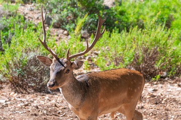 Majestic fallow deer with antlers in forest landscape under sunlight