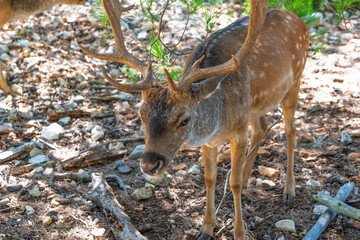 Majestic fallow deer in forest habitat standing amongst rocks