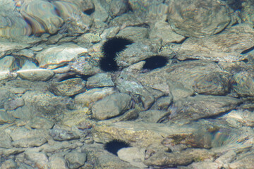 Sea urchins among rocks in clear shallow water