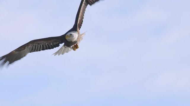 Eagle flying slow motion 4k