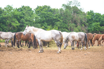 Obraz premium White horses in a farming outdoors; Chinese new year symbol