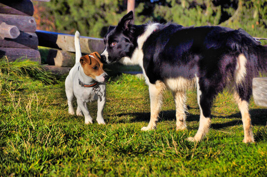 Fototapeta Wesoły szczeniak i border collie bawią się na zielonej trawie w słonecznym plenerze.