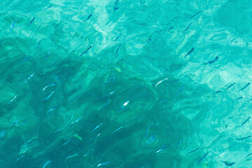 Clear aqua water with small fish swimming near surface under sunlight