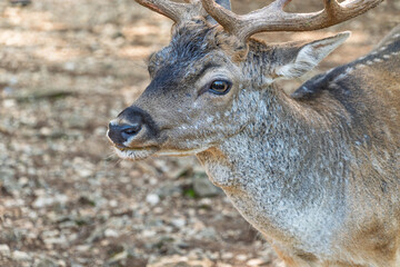 Close-up of a majestic fallow deer with antlers in natural habitat