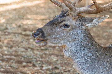 Close-up of majestic male fallow deer in natural habitat with large antlers