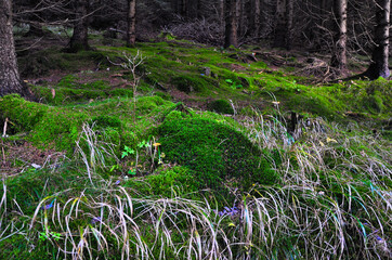 Bujna, porośnięta mchem ściółka leśna z zieloną trawą i wysokimi drzewami w spokojnej scenerii lasu.