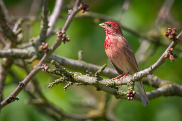 Common Rosefinch Carpodacus erythrinus Bird, small migratory bird in red feathers, male spring time Poland, Europe