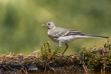 Bird juvenile White wagtail Motacilla alba small bird with long tail on light blurred background, Poland Europe