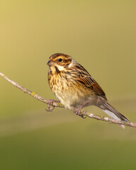 Bird female Reed Bunting Emberiza schoeniclus, spring time, Poland Europe