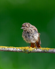 Bird juvenile Redstart Phoenicurus phoenicurus small bird on green background garden in summer time Poland Europe