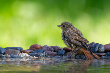 Bird juvenile Redstart Phoenicurus phoenicurus small bird on green background garden in summer time Poland Europe