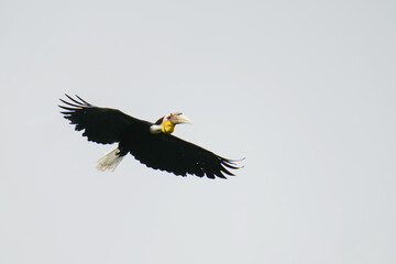 Wreathed Hornbill (Rhyticeros undulatus) birds flying in the sky. Bird watching in natural habitats in the forest.