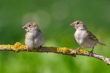 Bird - two juvenile House sparrow Passer domesticus sitting on the branch summer time Poland Europe