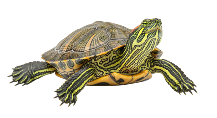 Red Eared Slider Turtle Close Up Aquatic Reptile Shell Wildlife Exotic Pet