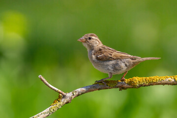 Bird - juvenile House sparrow Passer domesticus sitting on the branch summer time Poland Europe
