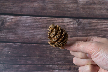A man holding a pinecone