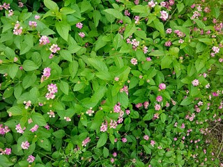 pink flowers and green leaves