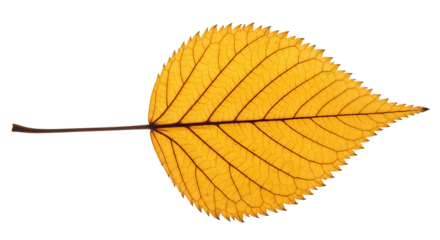 Fall Leaf Golden Texture Vein Detail Autumn Foliage Pattern Macro