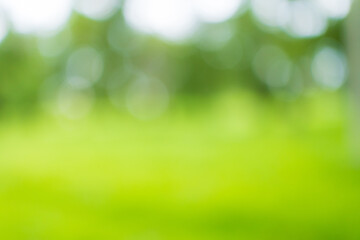 Obraz premium Nature backdrop and forest backdrop with blurred focus,Blurred or defocused nature forest background or wallpaper. Blurry trees, specular highlights, bokeh, no people.