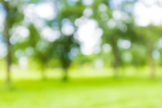 Nature backdrop and forest backdrop with blurred focus,Blurred or defocused nature forest background or wallpaper. Blurry trees, specular highlights, bokeh, no people.