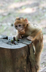 Baby Barbary Macaque Climbing on a Trunk