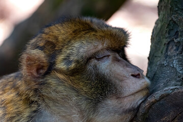 Closeup of Barbary Macaque