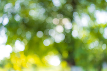Fototapeta premium Green bokeh background from nature forest out of focus,Natural colorful bokeh background image of a natural forest with out of focus nature.
