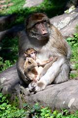 Barbary Macaque Mother and Baby