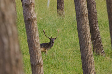 A brown fallow deer on the left side among tall trees in the forest, a stag's mighty antlers in the middle of the forest, a fallow deer looks back, surrounded by tall trees, Dama dama