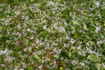Apples on the ground in the orchard and lawn after the June hailstorm in Poland