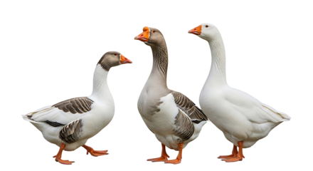 Geese Group Waterfowl Birds Poultry Farm Ornithology Wildlife Nature