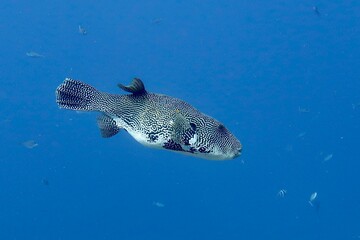 A Map puffer, Arothron mappa, swimming in the blue water, known for its intricate maze-like patterns on its body.