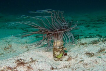tube anemone (Pachycerianthus Komodo) close-up on sandy bottom with blue background in Komodo, Indonesia   