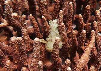 Taenianotus triacanthus yellow leaf scorpionfish close-up on coral in Komodo, Indonesia