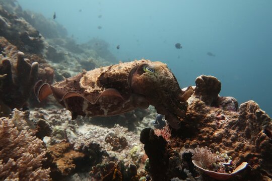 huge cuttlefish camouflaged on top of a coral block with blue background close-up in Komodo, Indonesia 