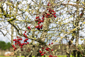 Red hawthorn berries hang from thin branches of a leafless tree in bright autumn sunlight. The vivid berries contrast against the blurred soft natural background,
