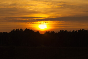 Sunset and silhouette of many trees, silhouette of trees at sunset, orange sky and still slightly visible heathland, dramatic sky with setting sun