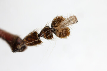 Larva of Reesa vespulae of beetle in the family Dermestidae commonly referred to as skin beetles or carpet beetles. A young larva on a beetle's foot in an entomological collection.