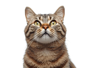A close-up portrait of a cute striped domestic cat looking up, isolated on white background, symbolizing curiosity and pet charm