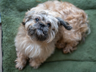 Shih Tzu dog lying on a green blanket looking up