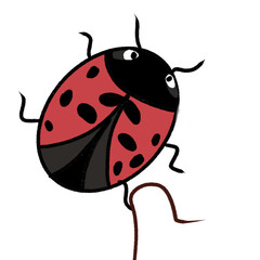 ladybird vector illustration