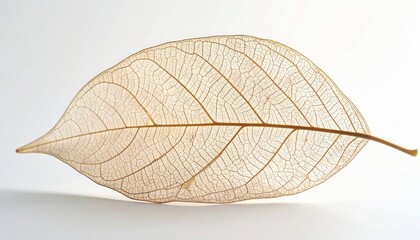 Fototapeta premium Delicate Translucent Leaf Skeleton Macro Photography on White Background with Soft Natural Lighting Showcasing Intricate Vein Structure and Natural Decay Process