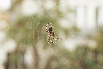 European Garden Spider (Araneus Diadematus)